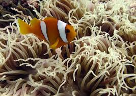 Long tentacle (Macrodactyla Doreensis)