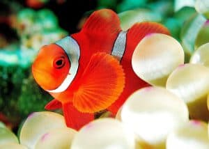 Maroon clownfish a popular saltwater aquarium fish 