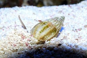 clean up crew creature A Nassarius snail
