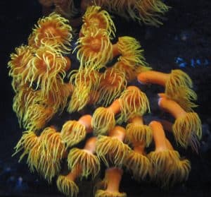 Orange Cup Coral Tubastraea coccinea