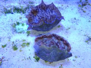 Derasa Giant Clams