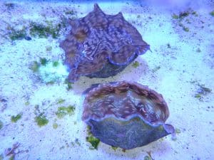Giant clams also require bright reef tank light. Two such clams shown here. 