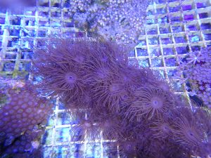 stick polyp live coral colony