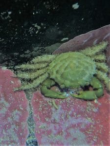 Emerald green crab a clean up crew member