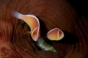 two skunk clownfish