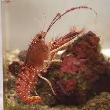 Red Lobster Enoplometopus