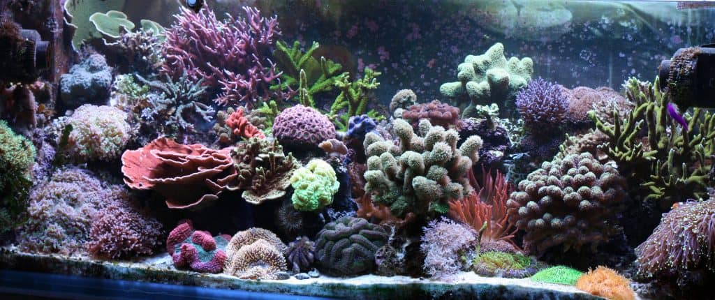 Reef tank with lots of coral