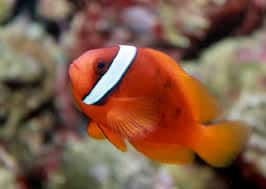 Tomato clown in saltwater aquarium