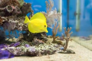 yellow tank a very popular saltwater fish for sale online