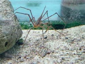 Arrow crab