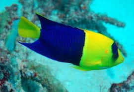 bi color angelfish 