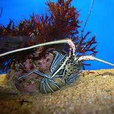 blue lobster Panulirus versicolor