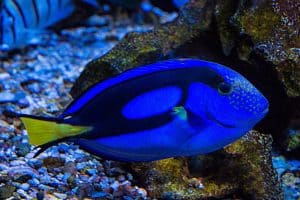 blue hippo tang