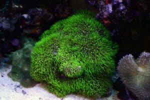 bright green coral polyps that look like moss