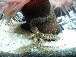 brittle star