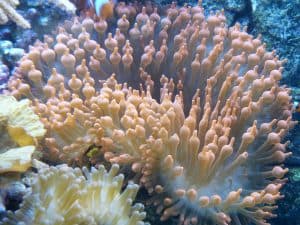 bubble tip anemone