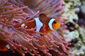 clown fish in sea anemone