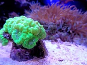 lime green candy coral a type of large polyp stony coral