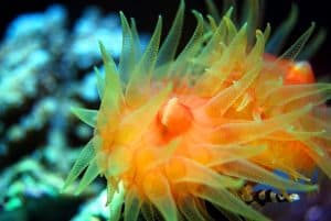 close up of orange tubestra a colorful live coral polyp
