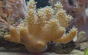 devil's lobophytum soft coral