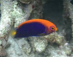 fireball angelfish