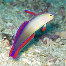 firefish