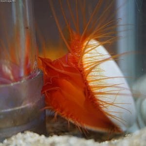 flame scallop