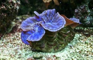 giant clam Tridacna maxima
