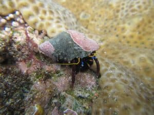 clean up crew invert small hermit crab