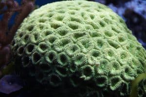 aquarium coral green favia type