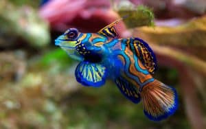 mandarin fish goby