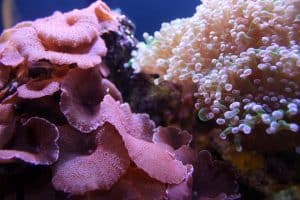mushroom coral and frog spawn coral competing for space