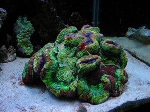 large oplyp coral open brain coral