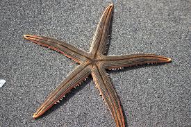 star fish can be an important part of the clean up crew. 