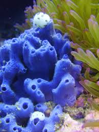Blue sponge