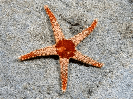 starfish fromia monilis