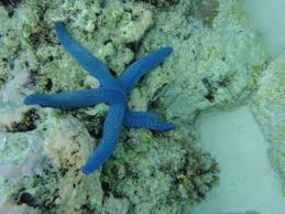 blue linka star fish 