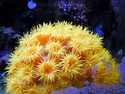Sun coral a large polyp stony coral