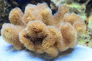 soft coral a tan leather coral 