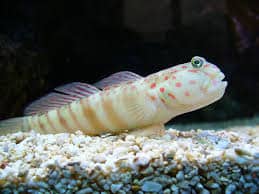 Watchman Goby white with stripes