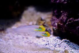 yellow headed sleeper gobies in saltwater aquarium