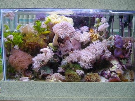 Nano reef tank with pulsing xenia coral