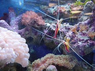 skunk cleaner shrimp in reef tank