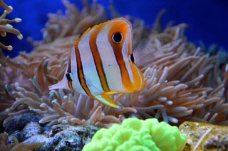 copper banded butterfly fish and coral in reef tank