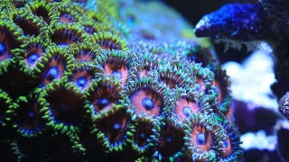 reef tank coral