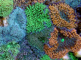 Ricordea Florida mushroom corals
