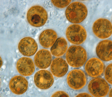 Algea cells that live inside corals. These algea require reef tank lighting